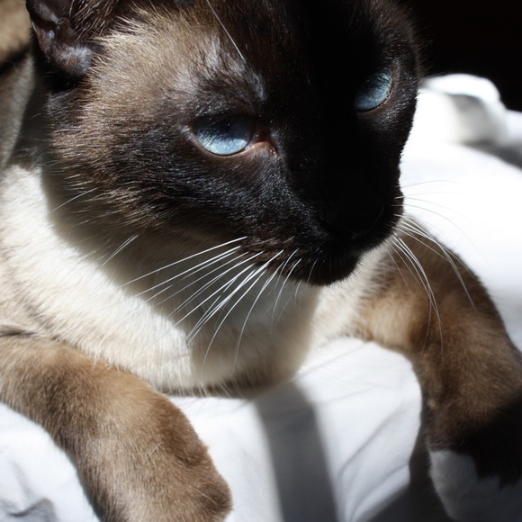 Meet your Posher, Amanda - Picture 1 of 1